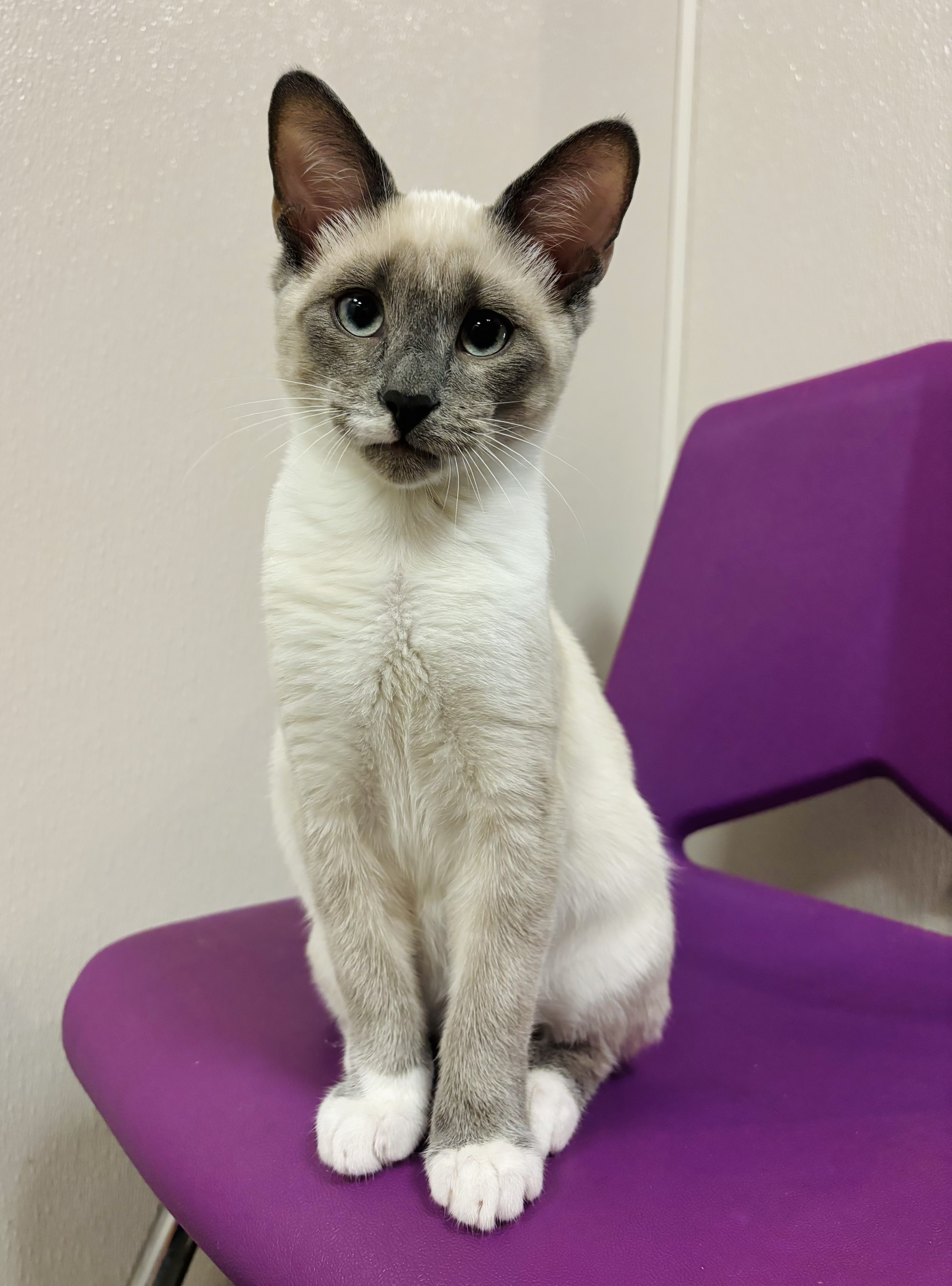 Chuckles, a Adoptable mixed breed in Salisbury, NC image 6/6