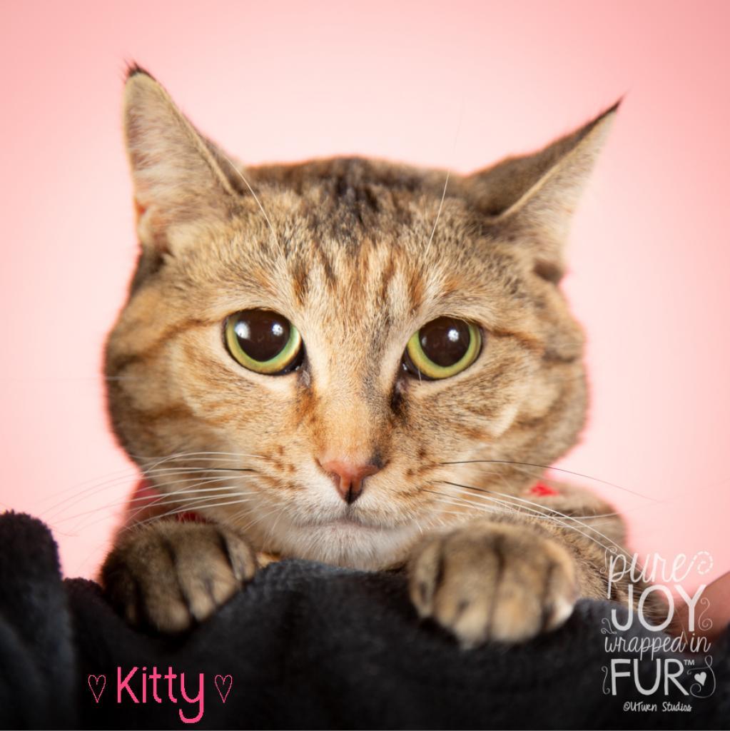 Kitty, Adoptable, Adult Female Domestic Short Hair.
