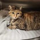 Kitty, a Adoptable Domestic Short Hair in Springfield, MO image 2/2