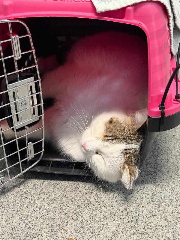 Yellow Eyes Sunrise, Adoptable, Adult Female Domestic Short Hair.