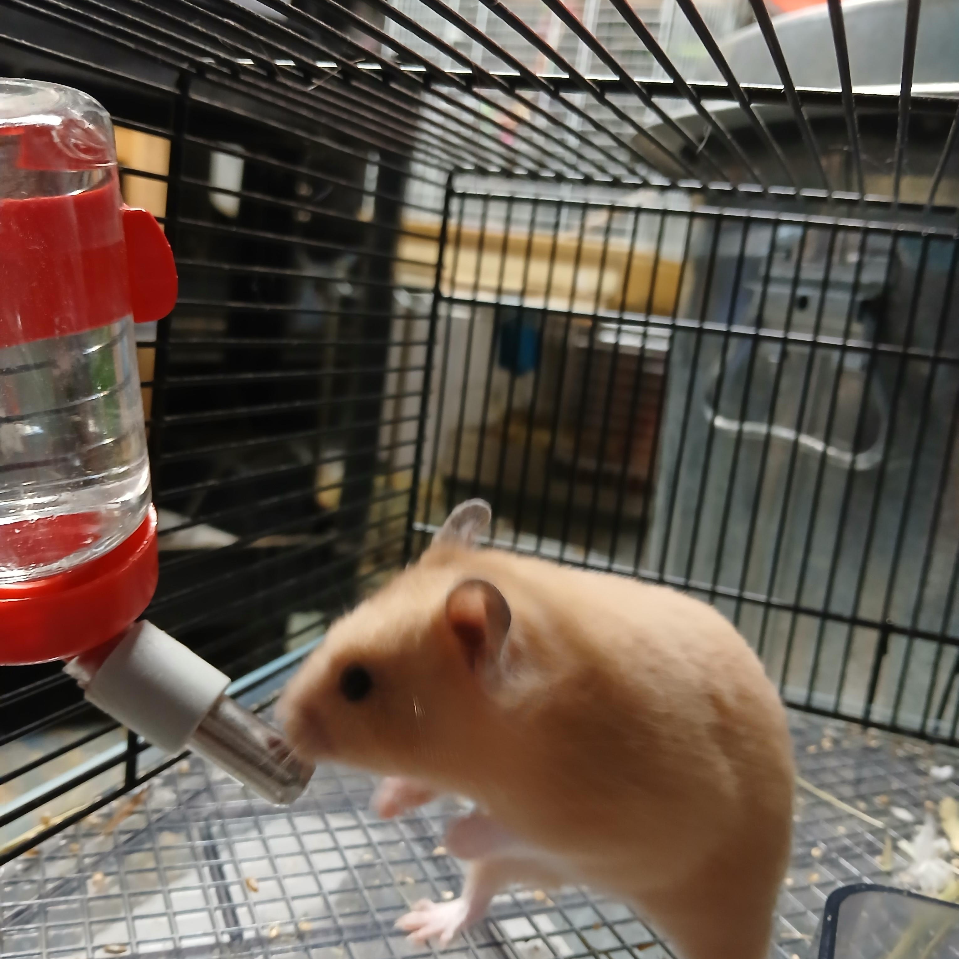 Enlarge Jensen, a Adoptable Hamster in Dearborn, MO image 2/6