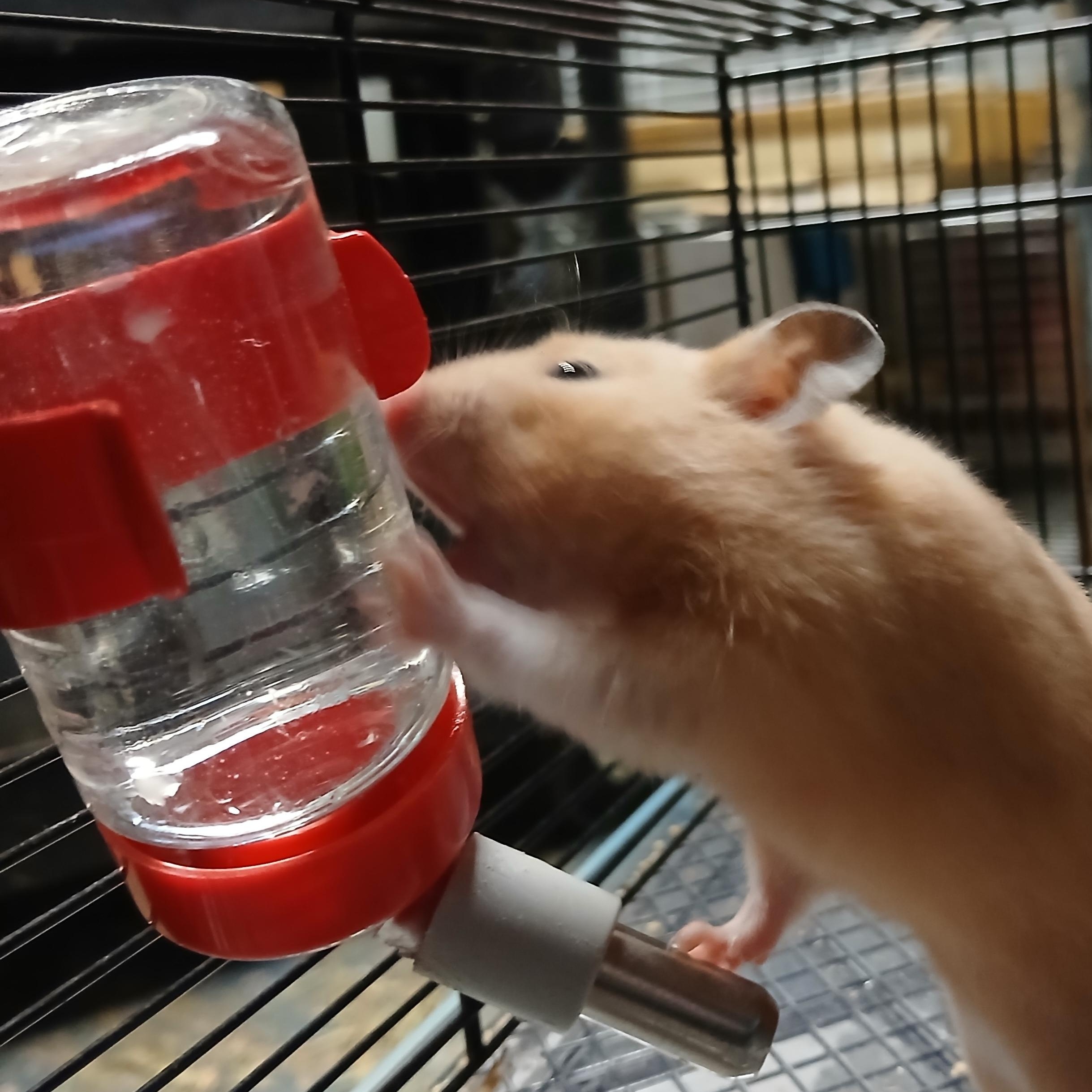 Enlarge Jensen, a Adoptable Hamster in Dearborn, MO image 5/6