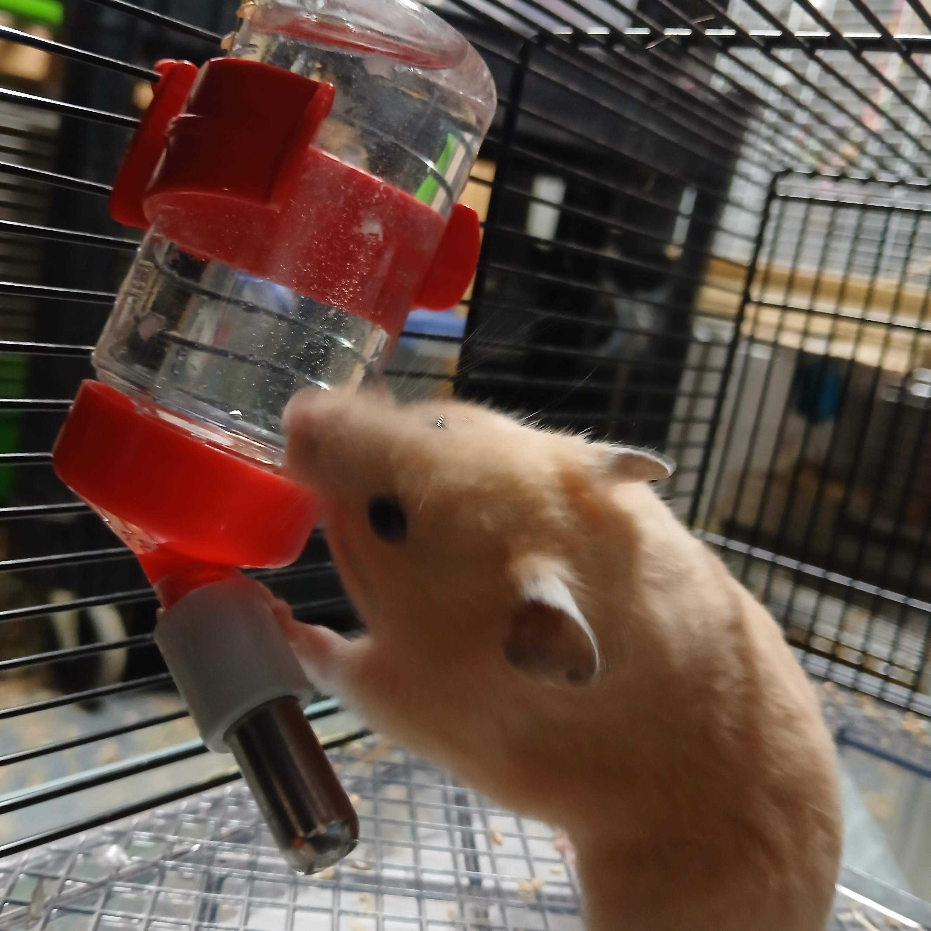 Enlarge Jensen, a Adoptable Hamster in Dearborn, MO image 3/6