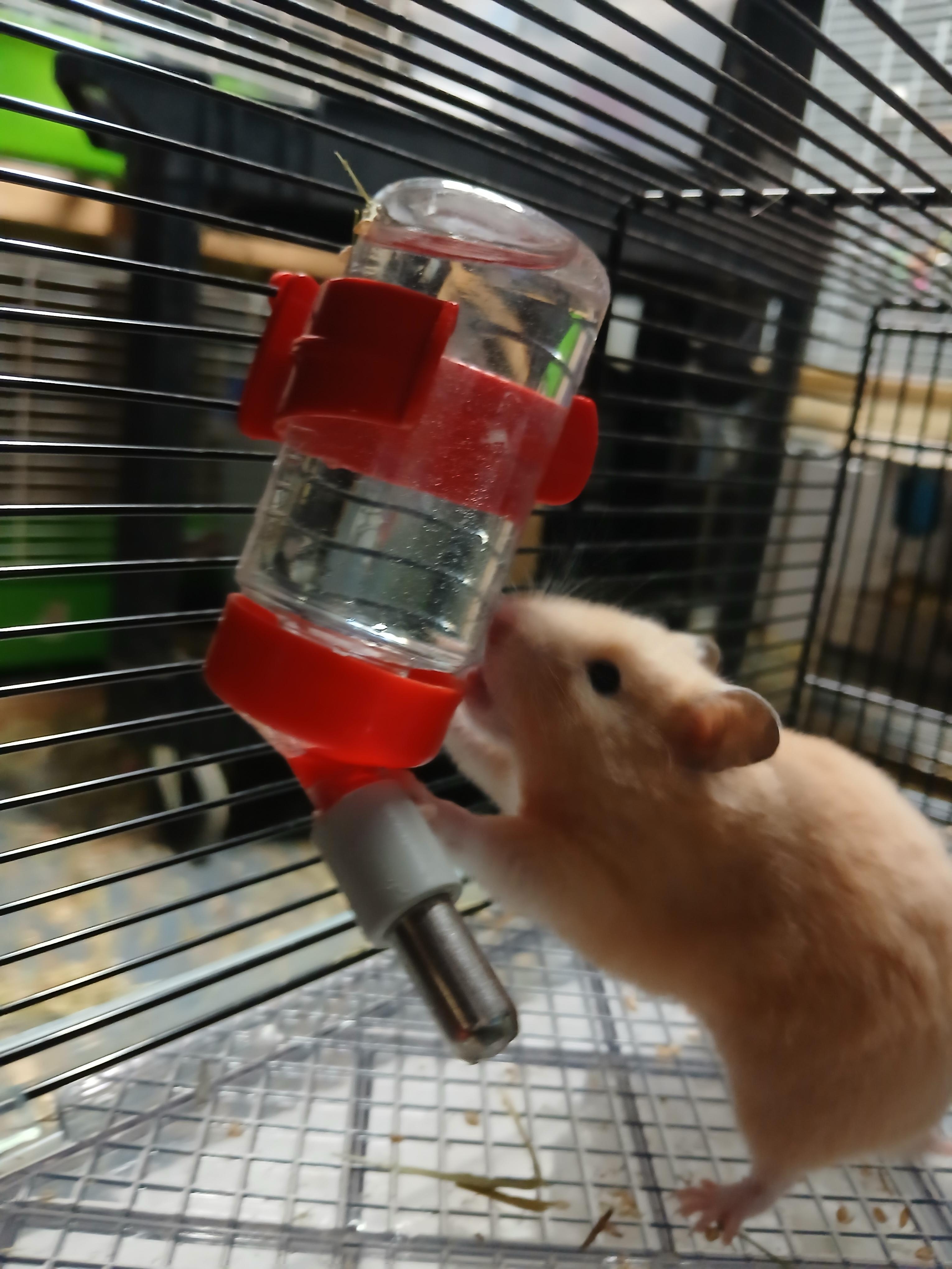 Enlarge Jensen, a Adoptable Hamster in Dearborn, MO image 6/6