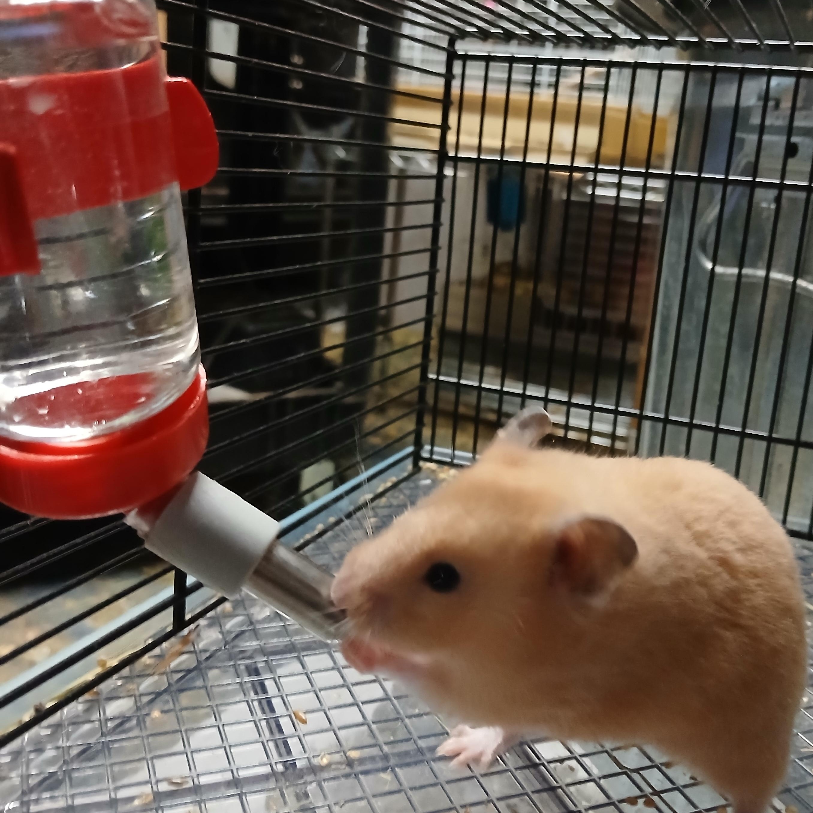 Enlarge Jensen, a Adoptable Hamster in Dearborn, MO image 4/6