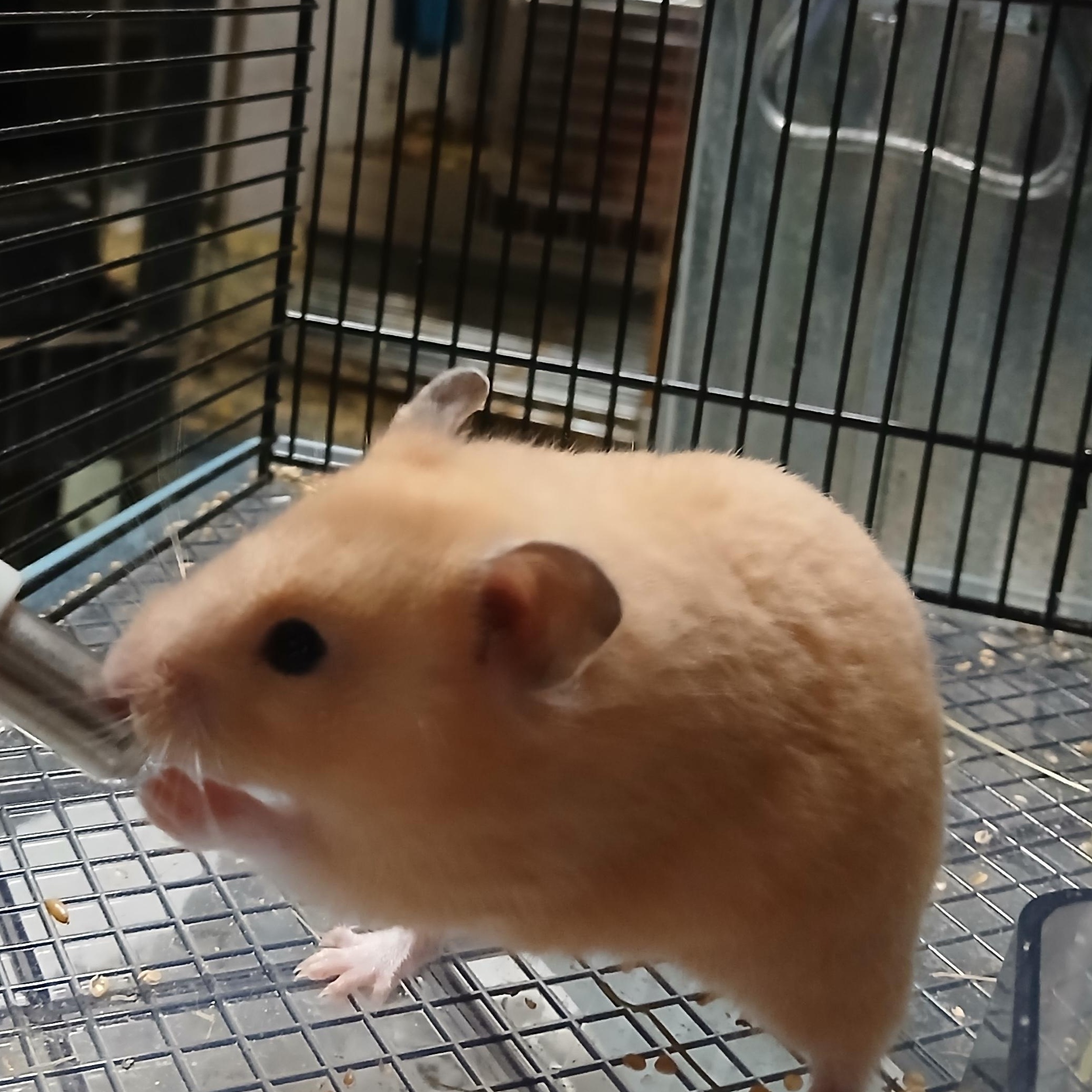 Jensen, Adoptable, Young Female Hamster.