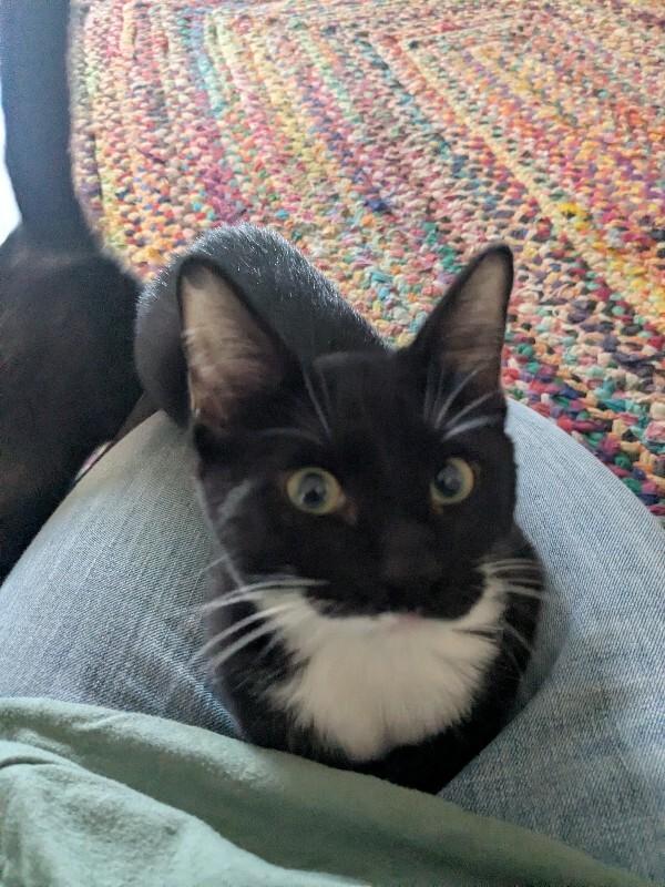 Finch, Adoptable, Young Female Domestic Short Hair.