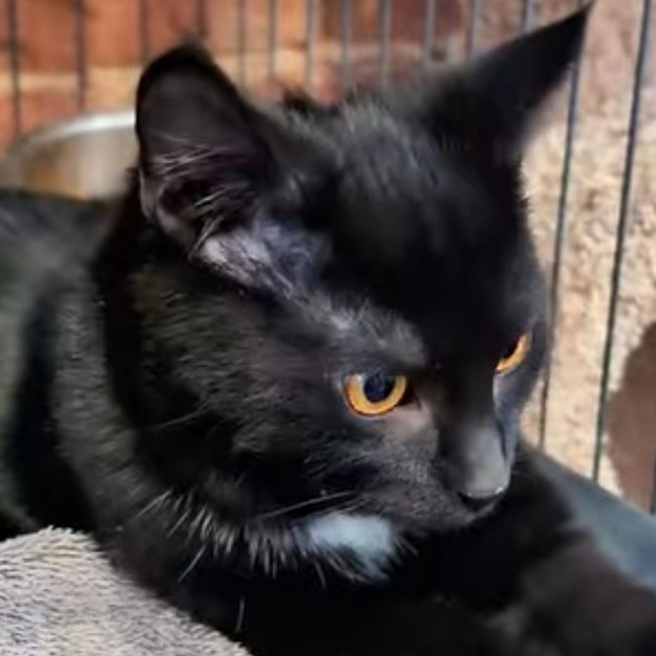 Jinx and Moose, an adopted mixed breed in South Park, PA image 3/6