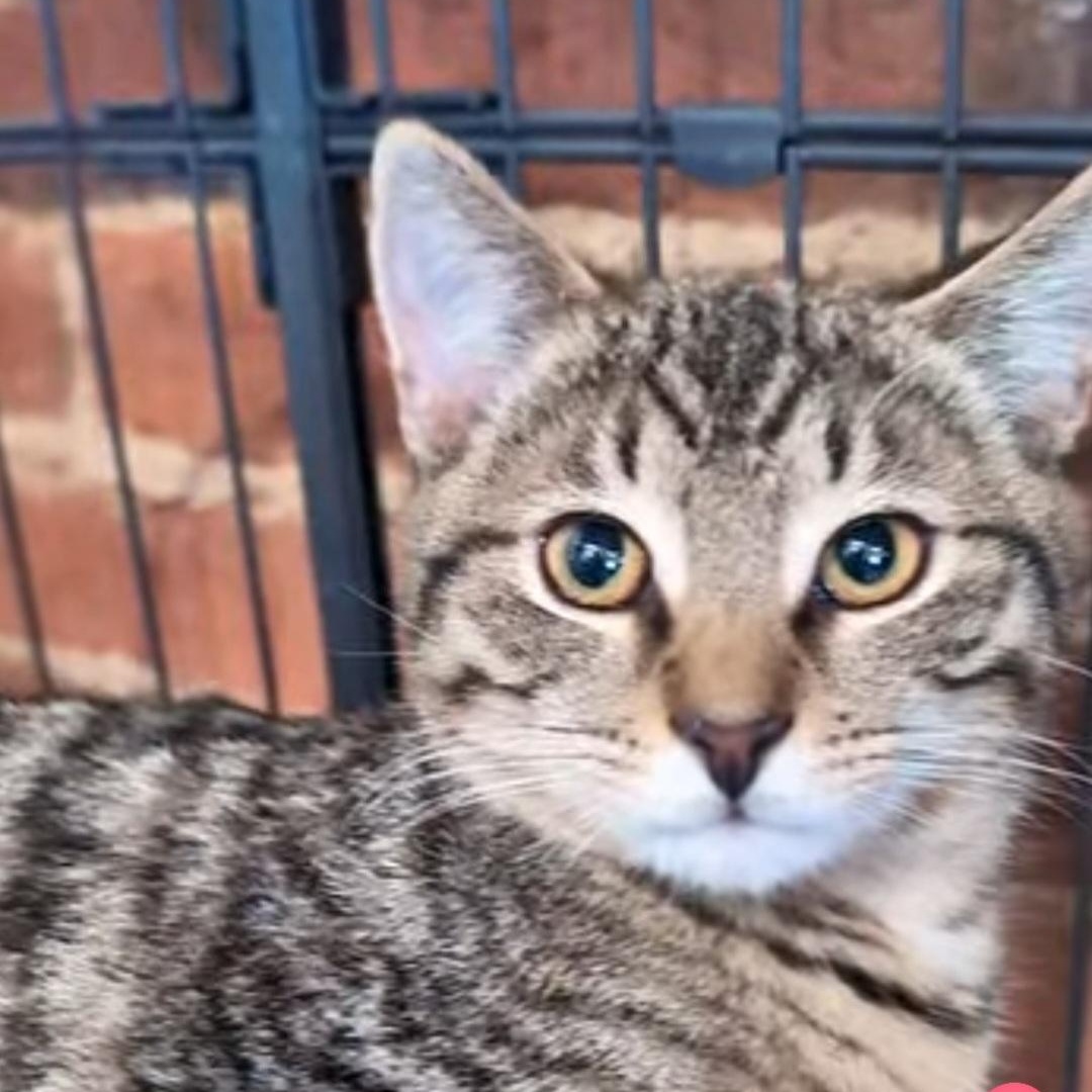 Jinx and Moose, an adopted mixed breed in South Park, PA image 1/6