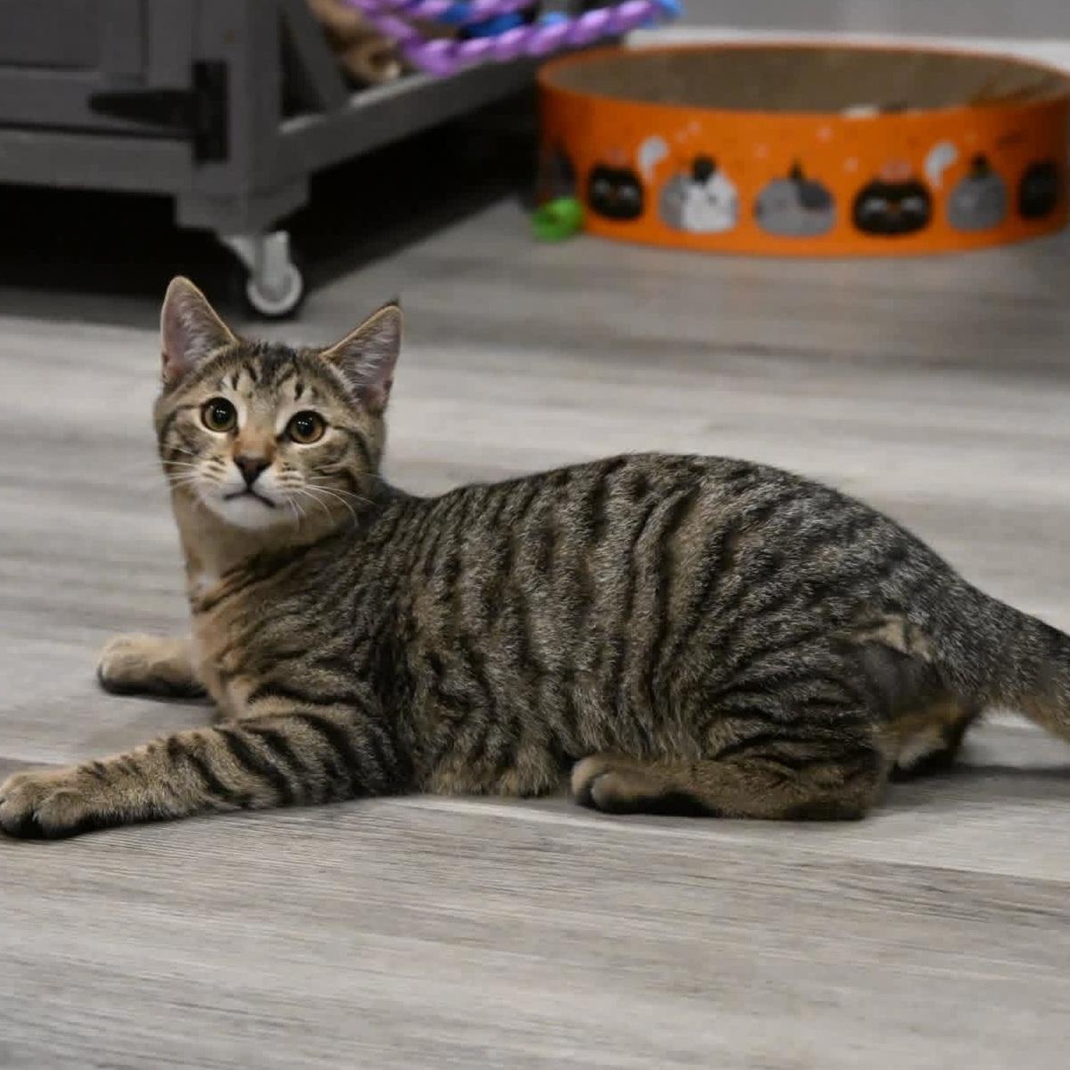 Jinx and Moose, an adopted mixed breed in South Park, PA image 6/6