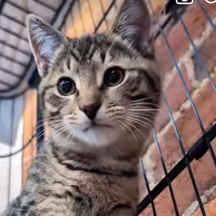 Jinx and Moose, an adopted mixed breed in South Park, PA image 4/6