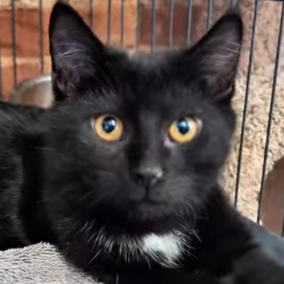 Jinx and Moose, an adopted mixed breed in South Park, PA image 2/6