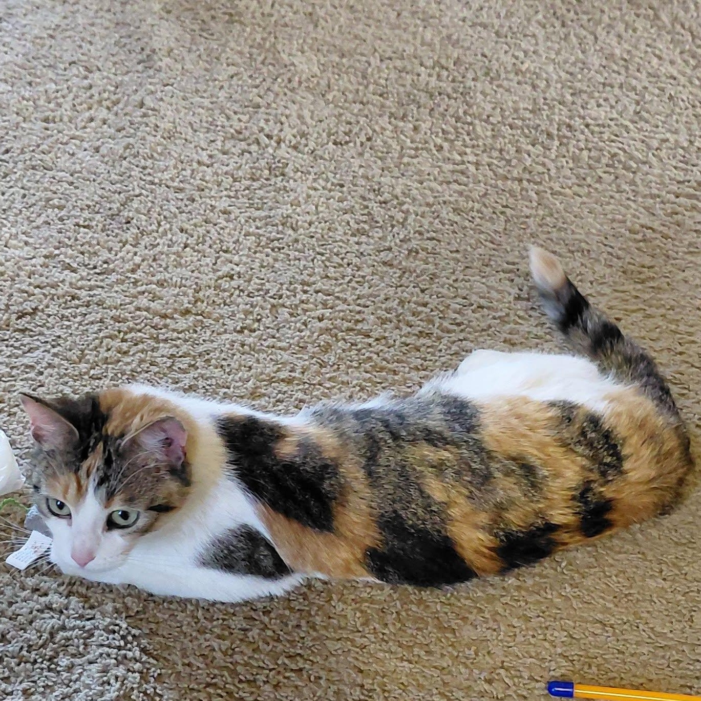 Pixel, ADOPTABLE, Young Female American Shorthair & Calico.