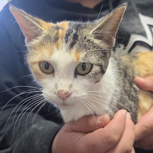 Enlarge Pixel, a Adoptable mixed breed in Blue Earth, MN image 2/3
