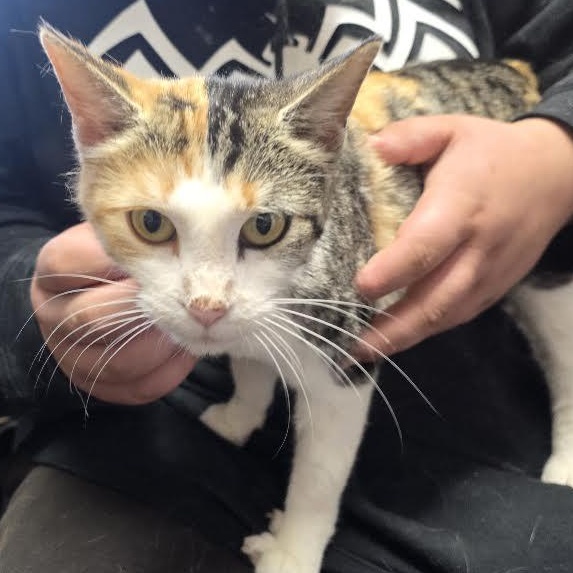 Enlarge Pixel, a Adoptable mixed breed in Blue Earth, MN image 3/3
