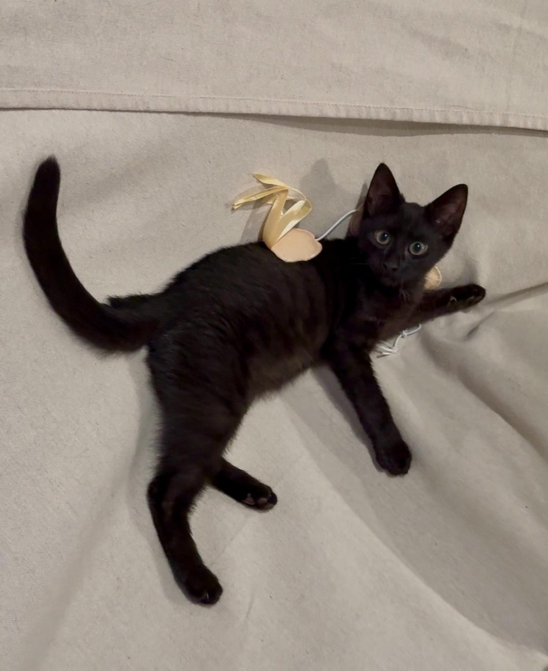 Enlarge Tysen, a Adoptable Domestic Short Hair in Staten Island, NY image 1/5