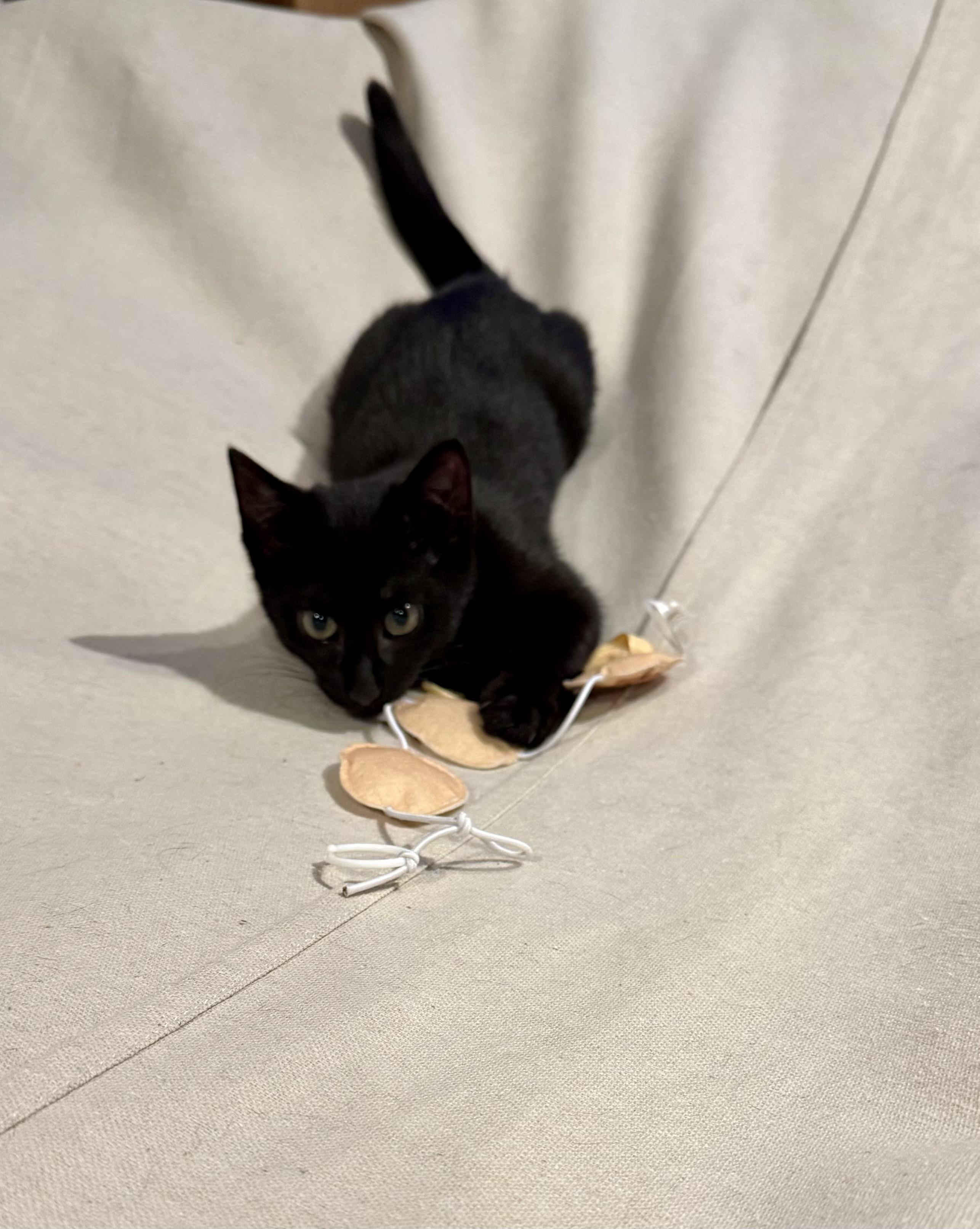 Enlarge Tysen, a Adoptable Domestic Short Hair in Staten Island, NY image 4/5