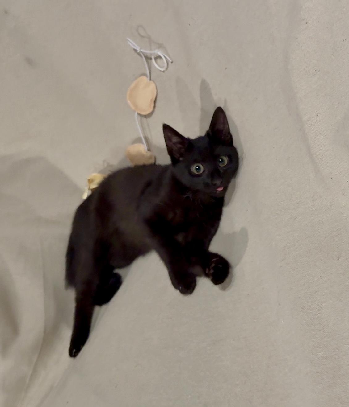 Enlarge Tysen, a Adoptable Domestic Short Hair in Staten Island, NY image 2/5