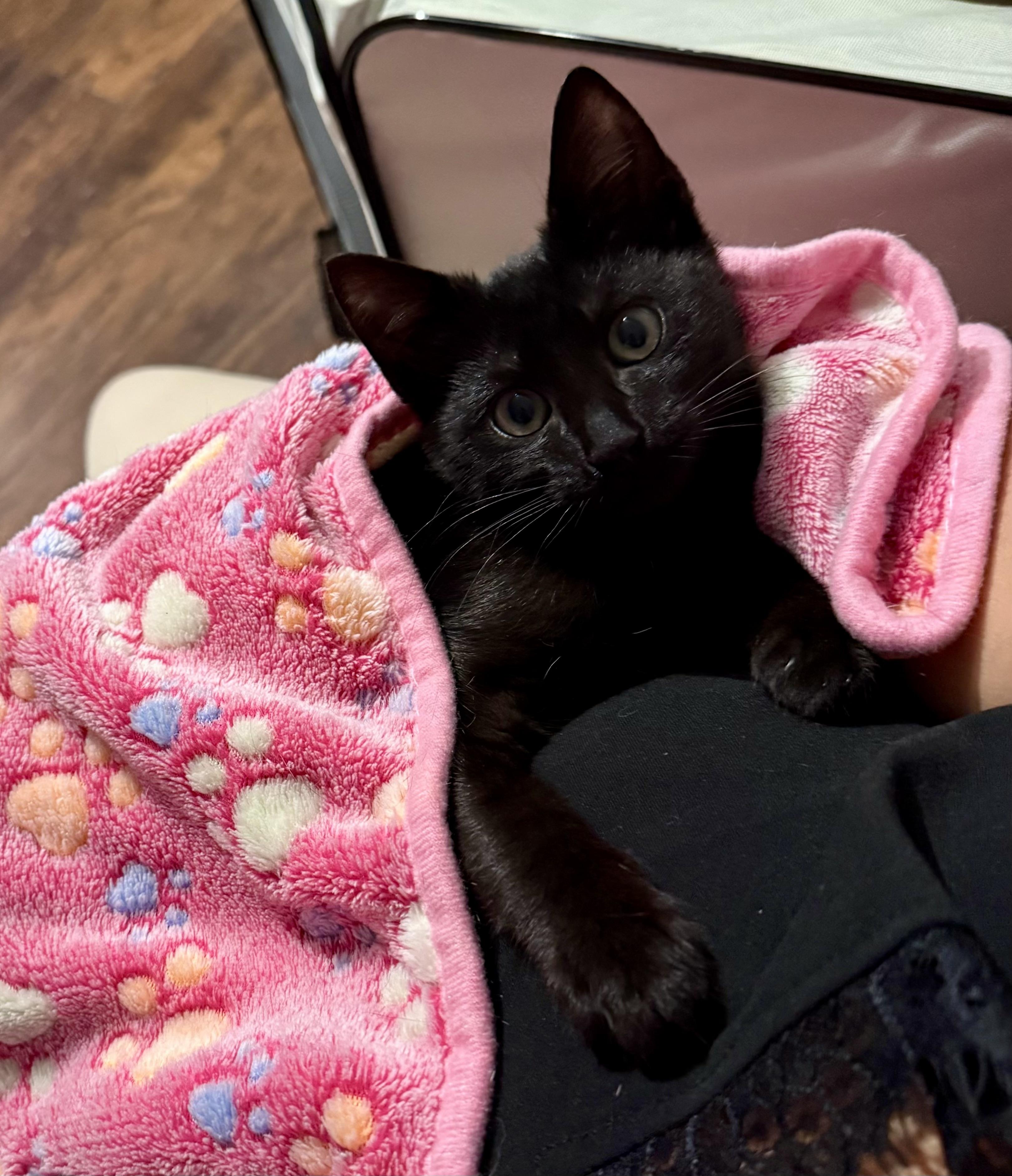 Enlarge Tysen, a Adoptable Domestic Short Hair in Staten Island, NY image 5/5