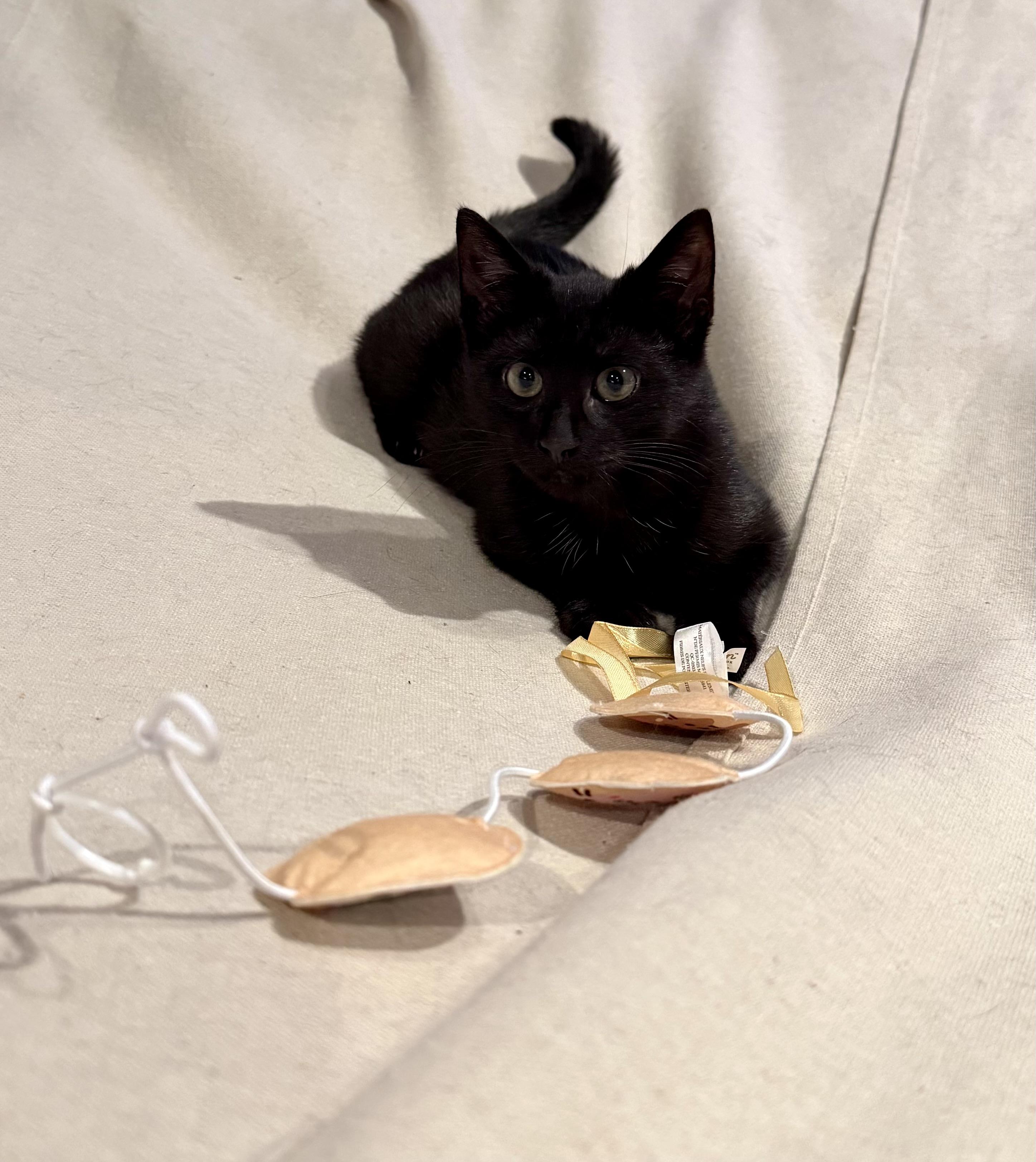 Enlarge Tysen, a Adoptable Domestic Short Hair in Staten Island, NY image 3/5