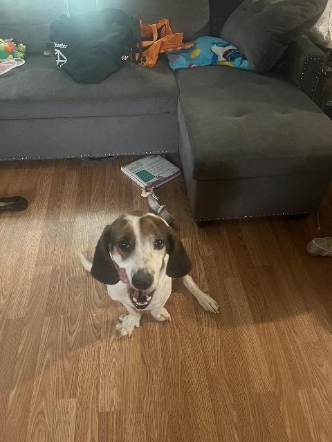 Dude, Adoptable, Adult Male Basset Hound & Beagle.