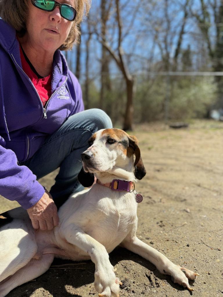 Enlarge Dude, a Adoptable mixed breed in Hampton, VA image 2/6