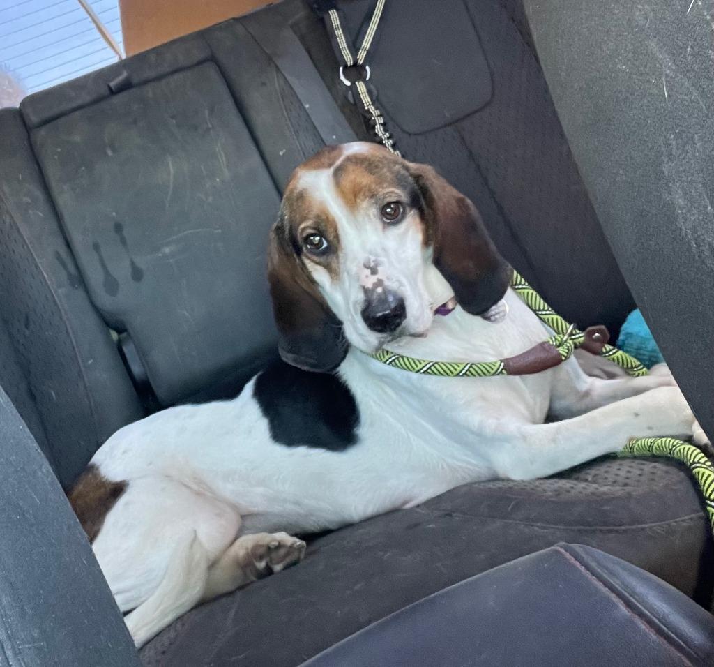 Enlarge Dude, a Adoptable mixed breed in Hampton, VA image 3/6