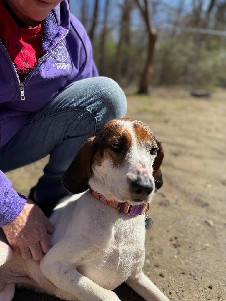 Enlarge Dude, a Adoptable mixed breed in Hampton, VA image 4/6