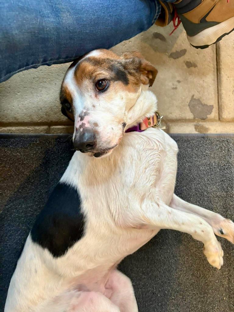 Enlarge Dude, a Adoptable mixed breed in Hampton, VA image 5/6