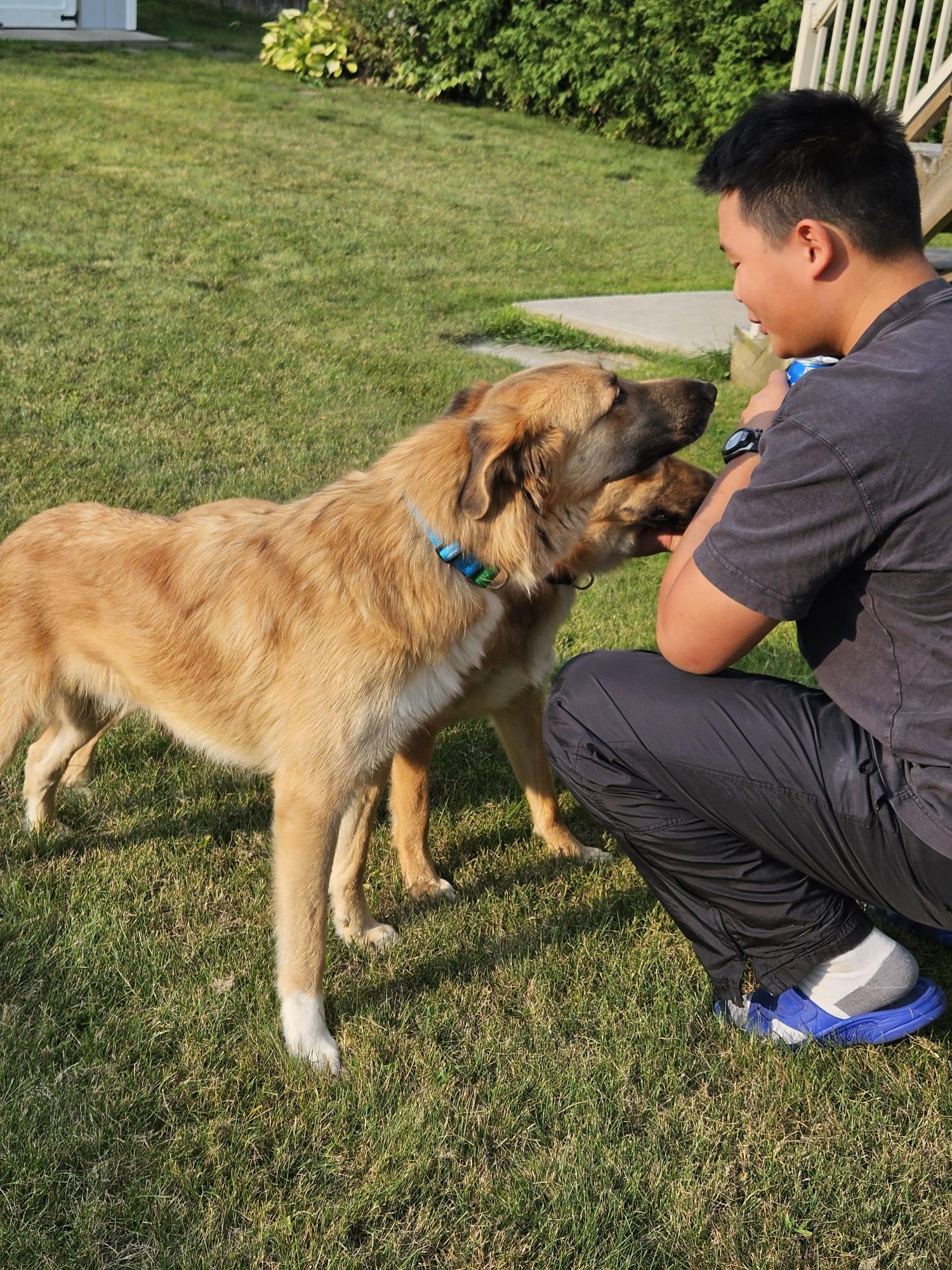 Enlarge King, a Adoptable mixed breed in Aurora, ON image 6/6