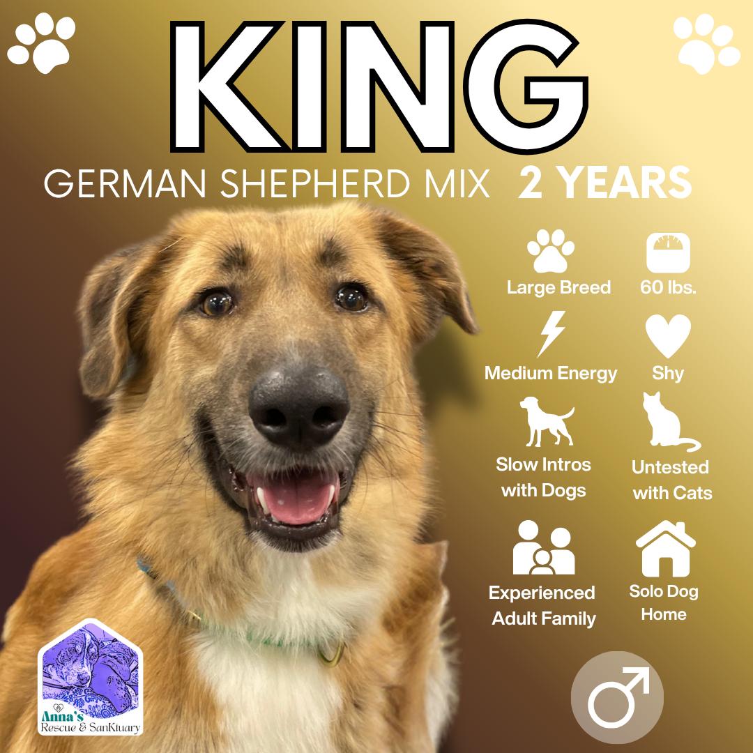 Enlarge King, a Adoptable mixed breed in Aurora, ON image 1/6