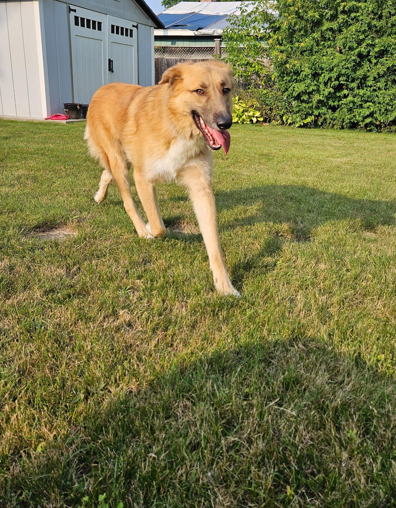 Enlarge King, a Adoptable mixed breed in Aurora, ON image 3/6