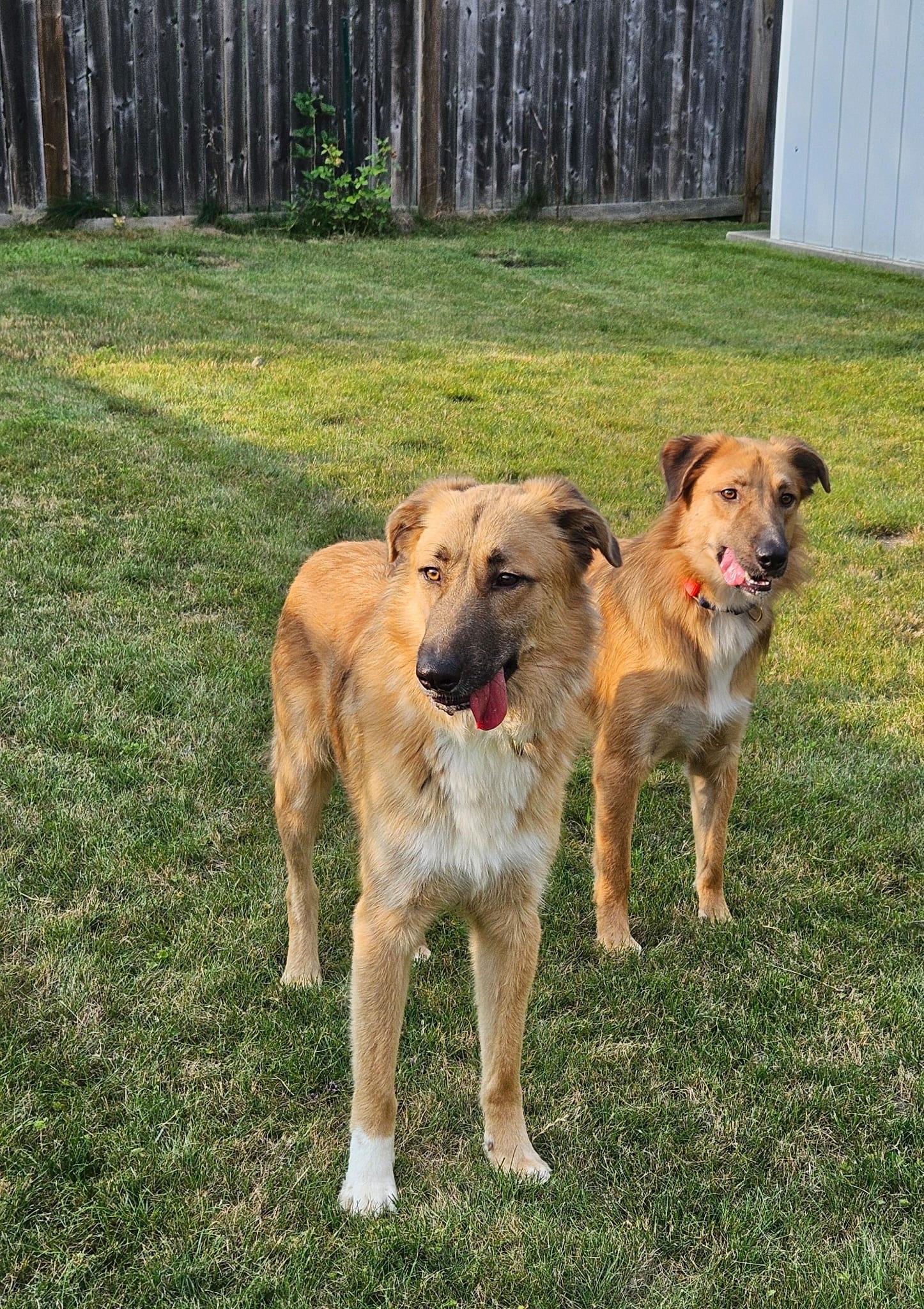 Enlarge King, a Adoptable mixed breed in Aurora, ON image 4/6