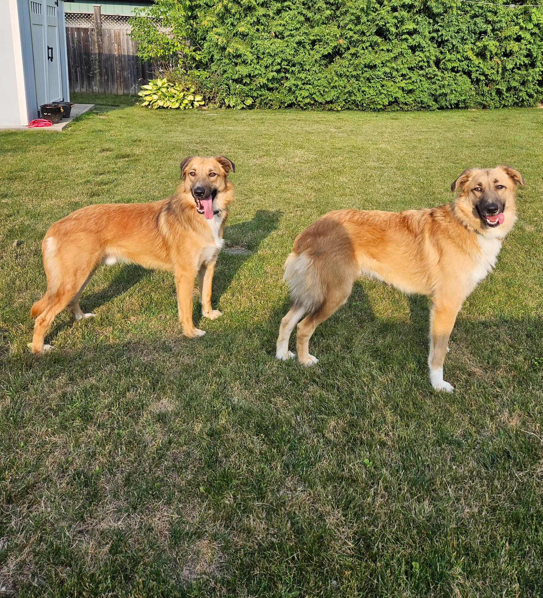 Enlarge King, a Adoptable mixed breed in Aurora, ON image 5/6