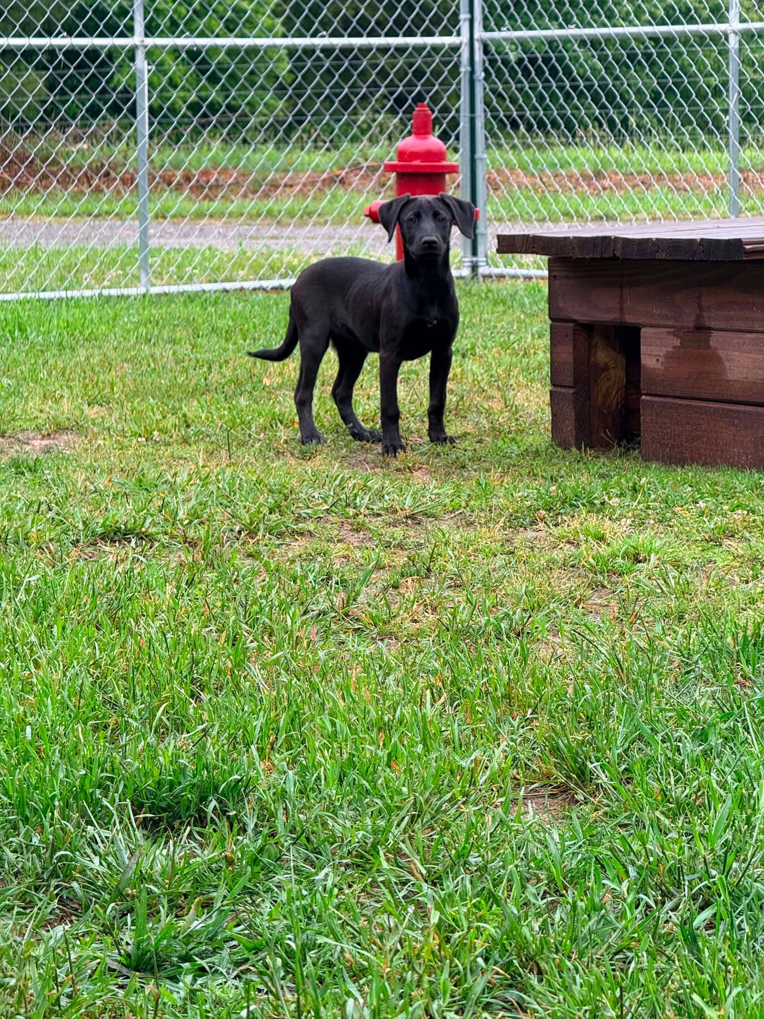 Enlarge Juniper, a ADOPTABLE Black Labrador Retriever in Fort Payne, AL image 2/4