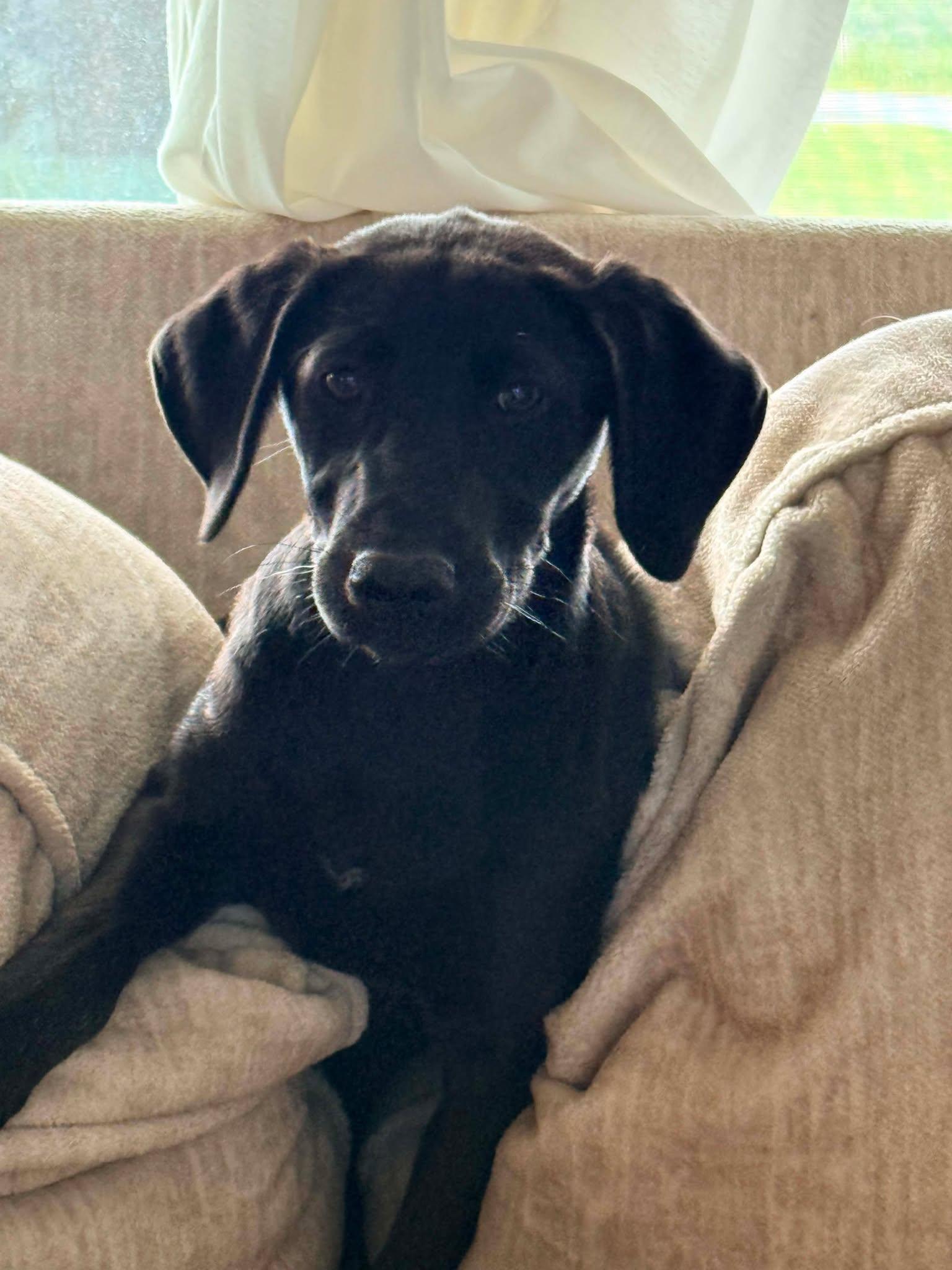Enlarge Juniper, a ADOPTABLE Black Labrador Retriever in Fort Payne, AL image 3/4