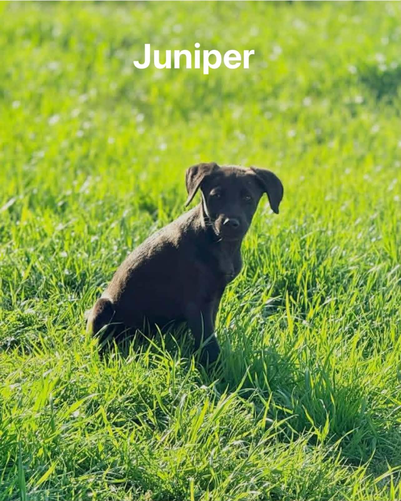 Juniper, ADOPTABLE, Young Female Black Labrador Retriever.