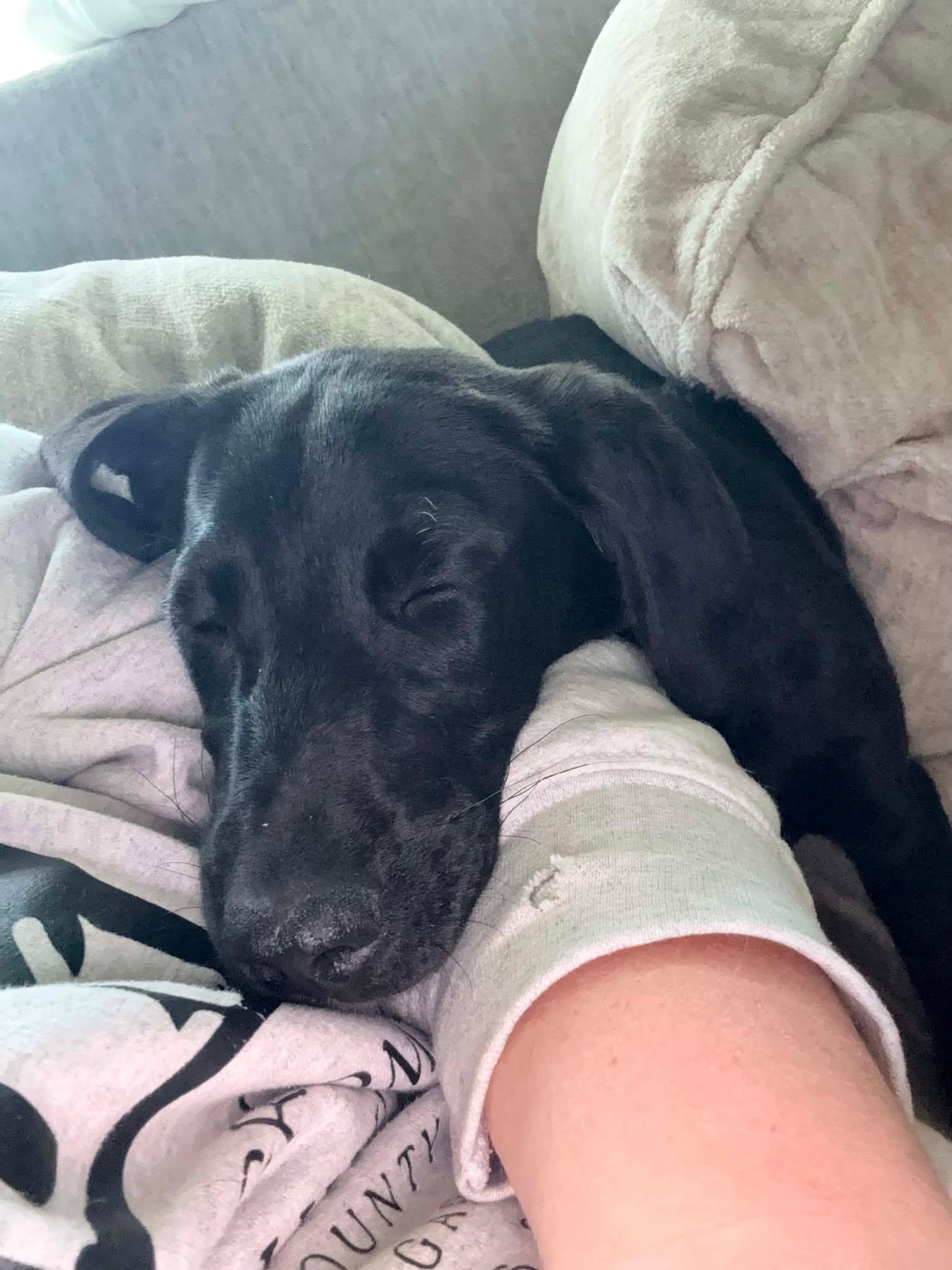 Enlarge Juniper, a ADOPTABLE Black Labrador Retriever in Fort Payne, AL image 4/4