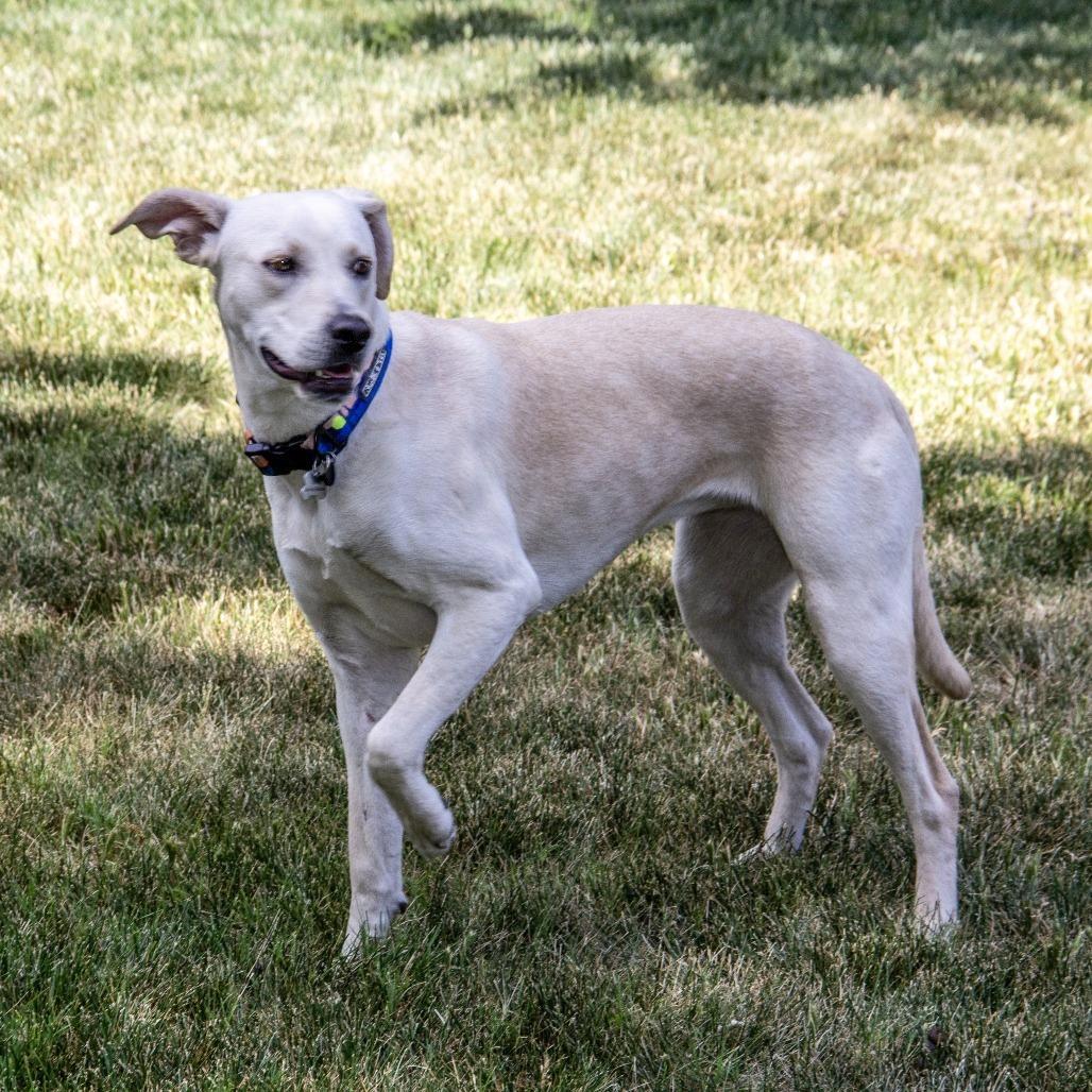 Monkey, a Adoptable mixed breed in Wichita, KS image 1/6