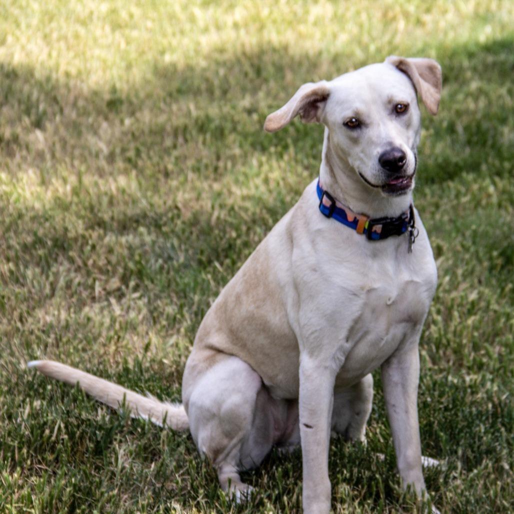 Monkey, a Adoptable mixed breed in Wichita, KS image 2/6