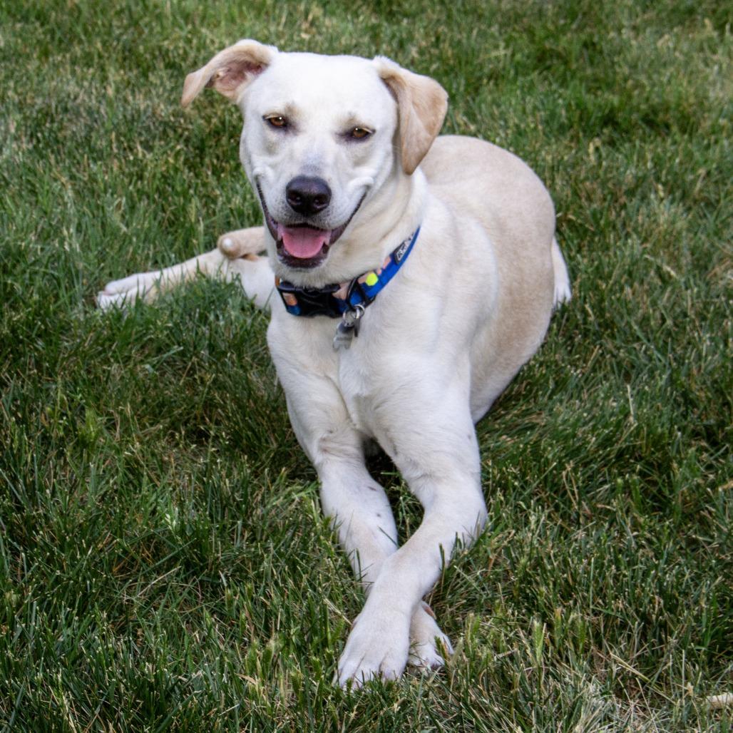 Monkey, a Adoptable mixed breed in Wichita, KS image 3/6