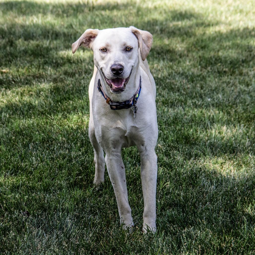 Monkey, a Adoptable mixed breed in Wichita, KS image 4/6