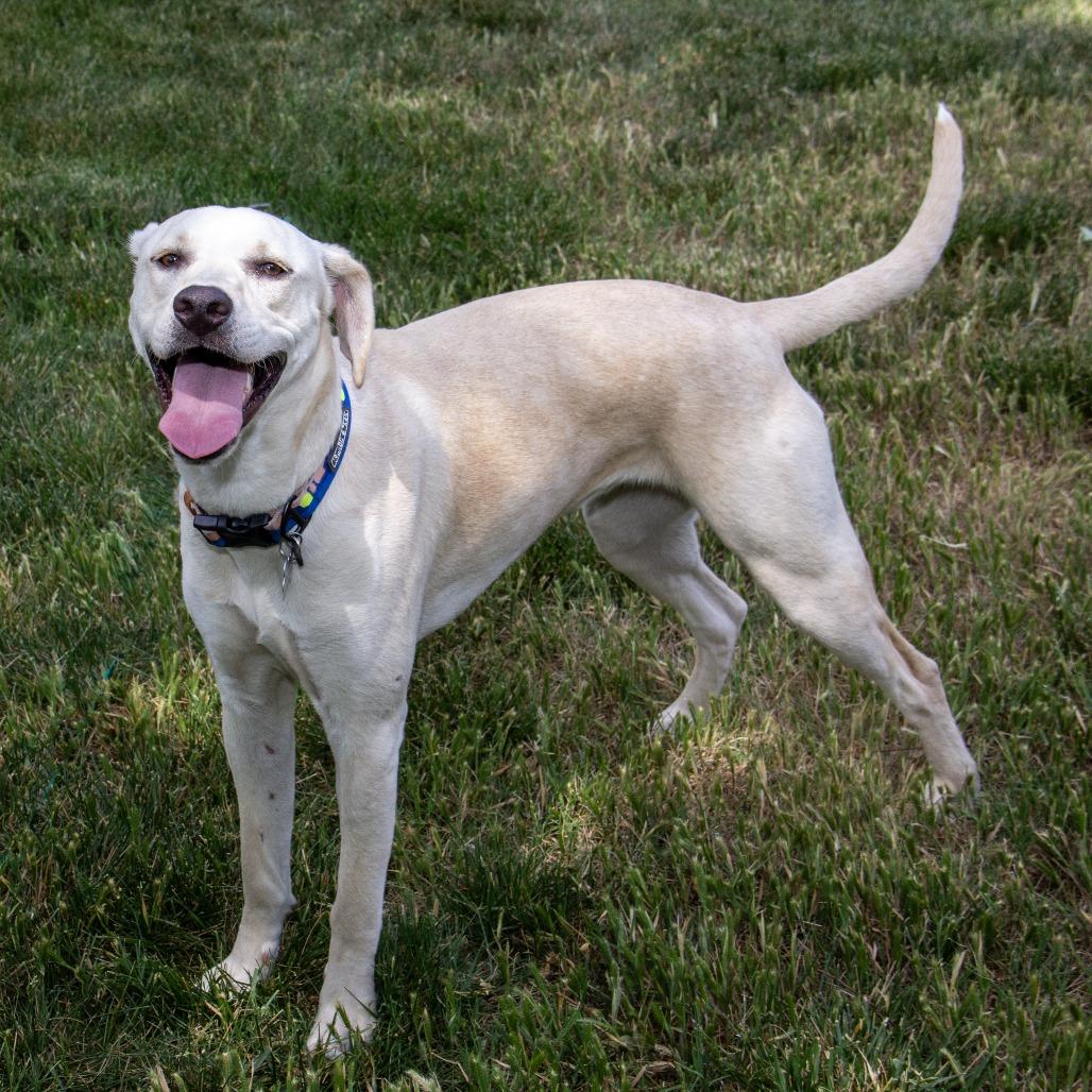 Monkey, a Adoptable mixed breed in Wichita, KS image 5/6