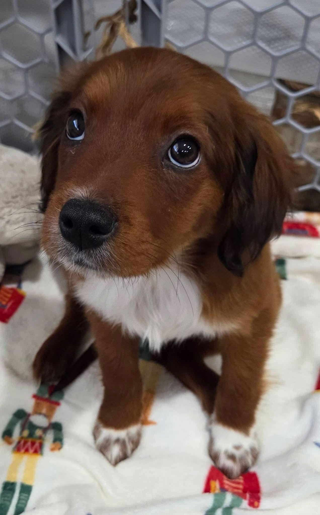 Cowboy Priceless *LOCAL*, Adopted, Puppy Male Chihuahua & Terrier.