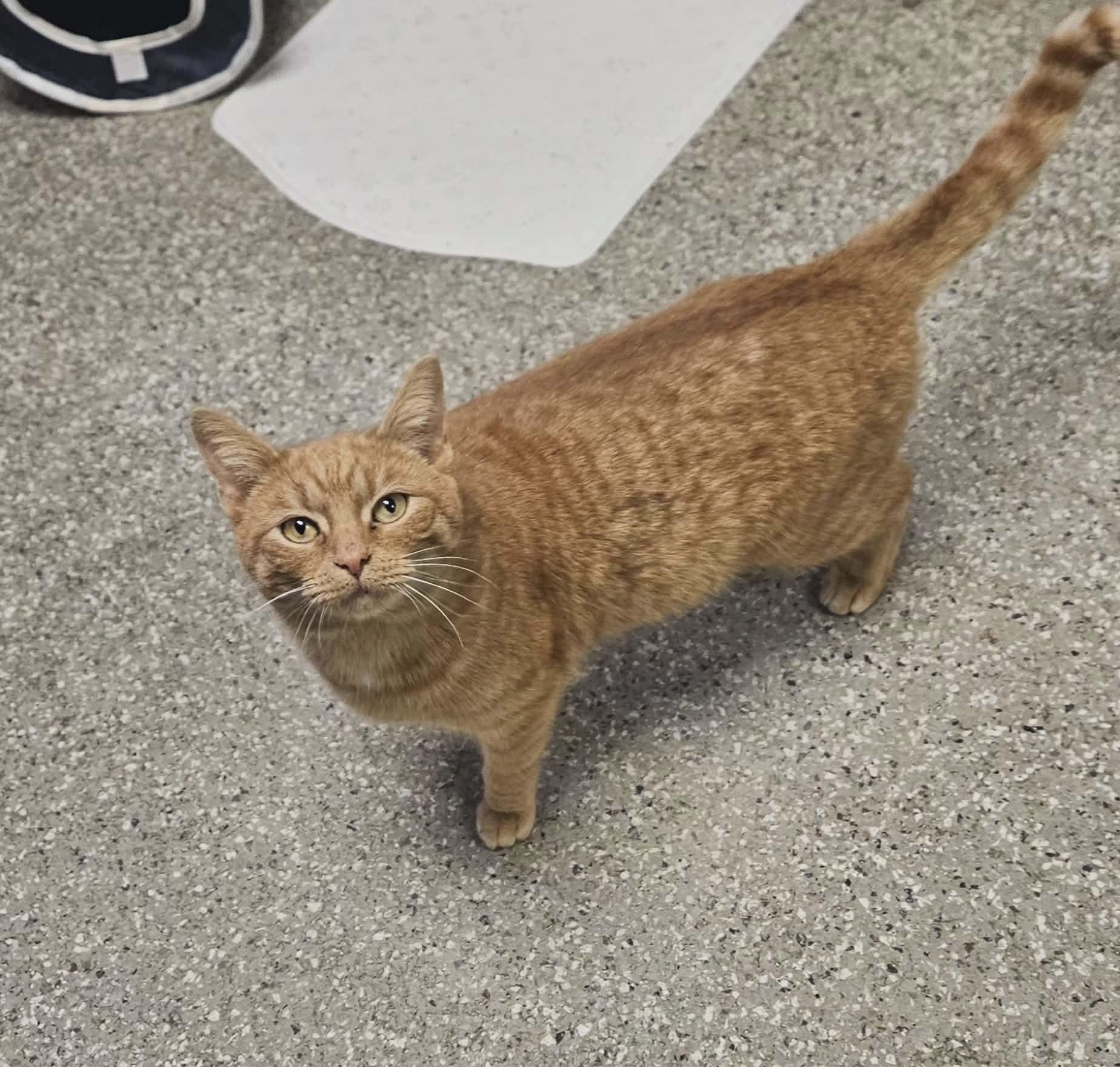 Marlene Ann "Marlene" , an adopted Domestic Short Hair in Wapakoneta, OH image 3/4