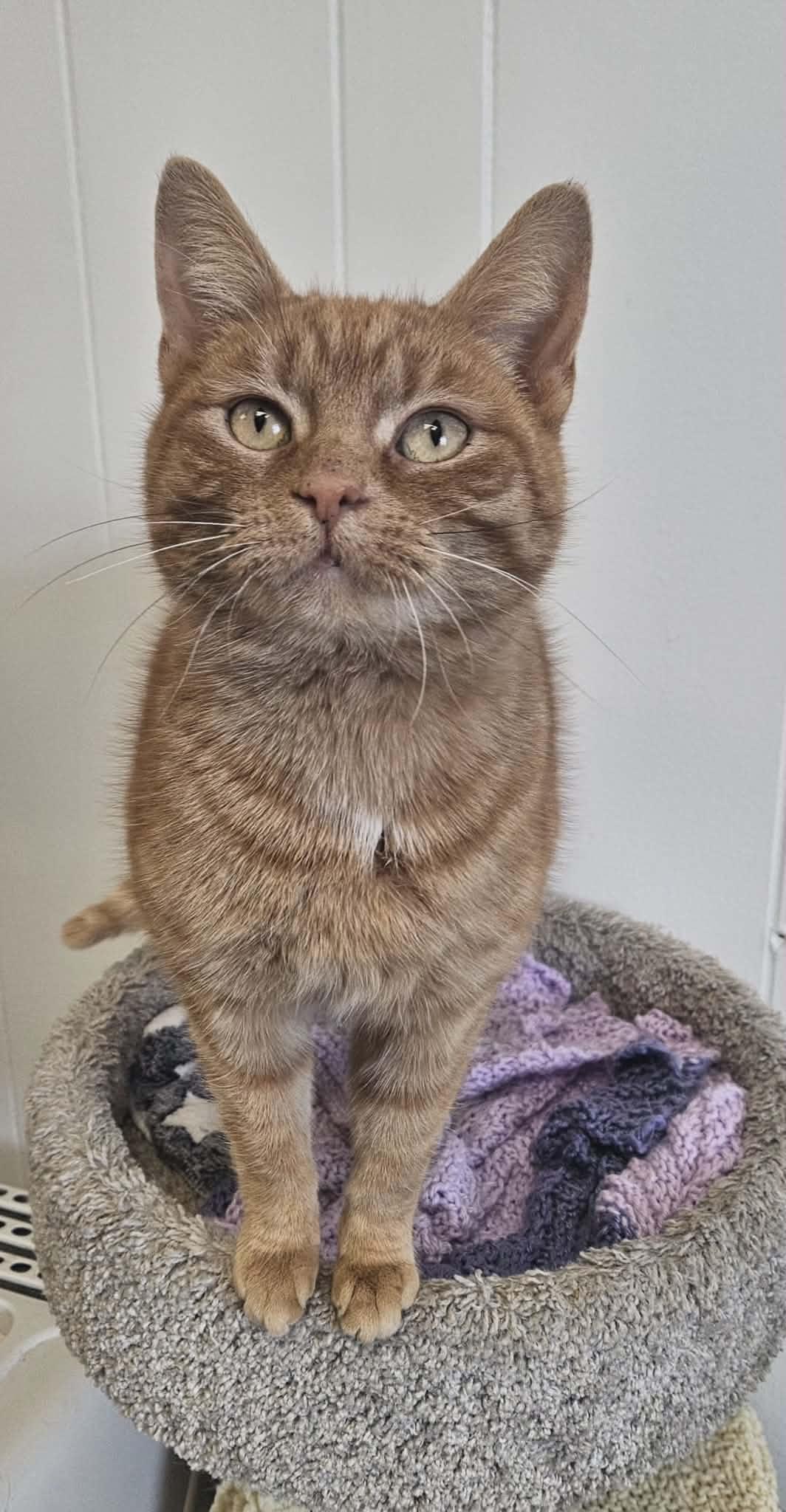 Marlene Ann "Marlene" , an adopted Domestic Short Hair in Wapakoneta, OH image 1/4