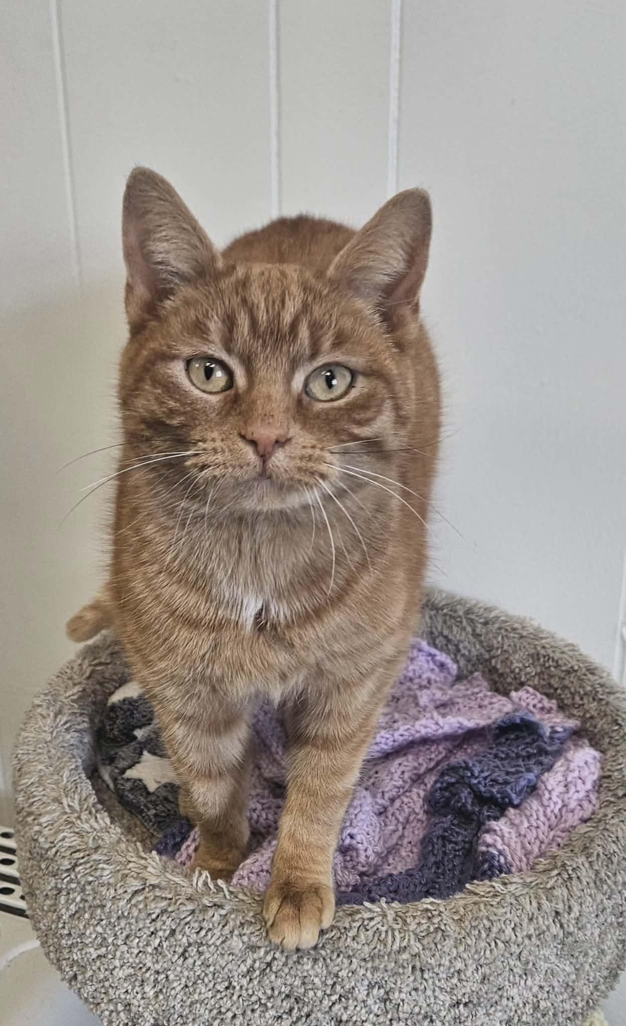 Marlene Ann "Marlene" , an adopted Domestic Short Hair in Wapakoneta, OH image 2/4