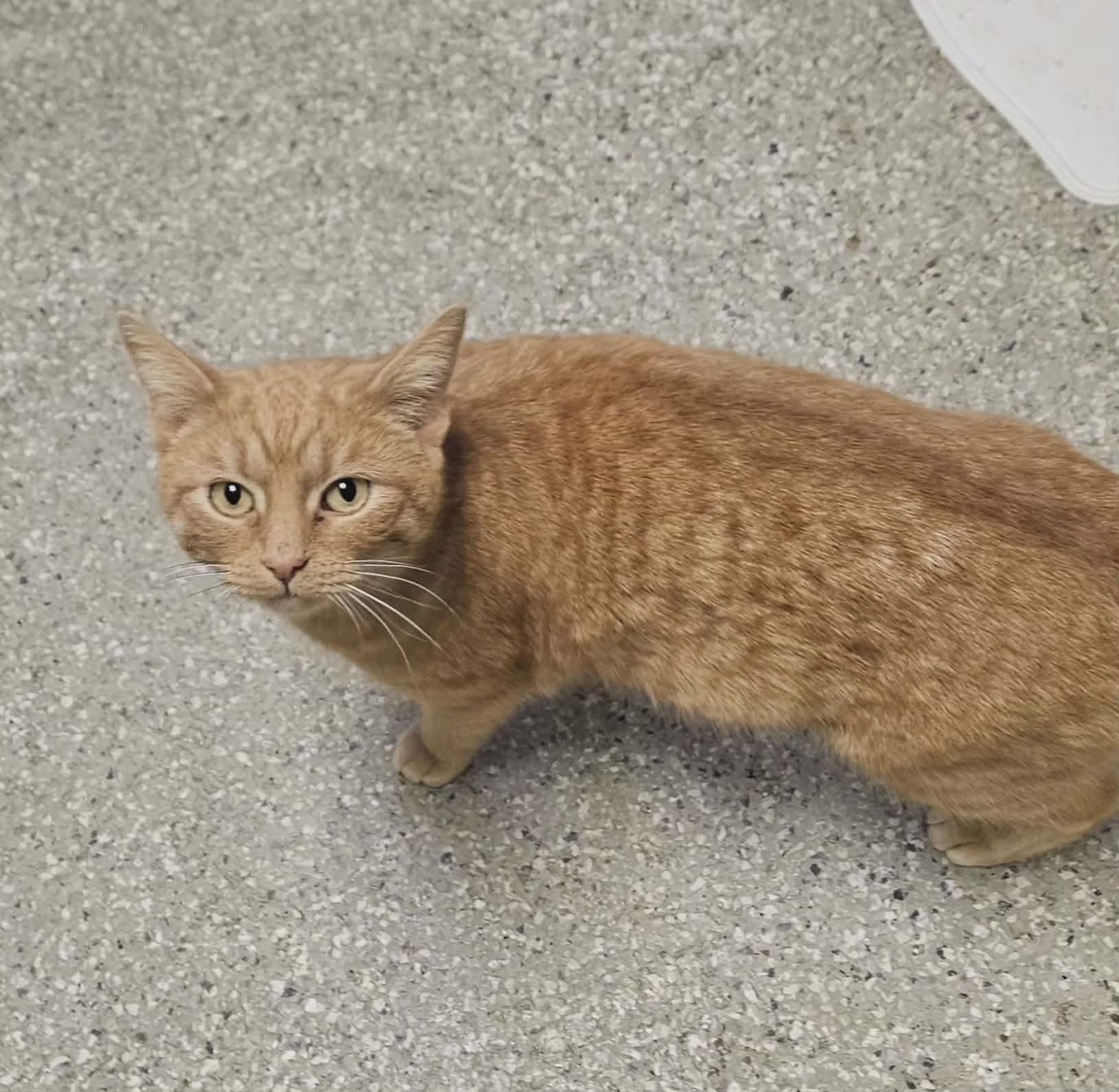 Marlene Ann "Marlene" , an adopted Domestic Short Hair in Wapakoneta, OH image 4/4