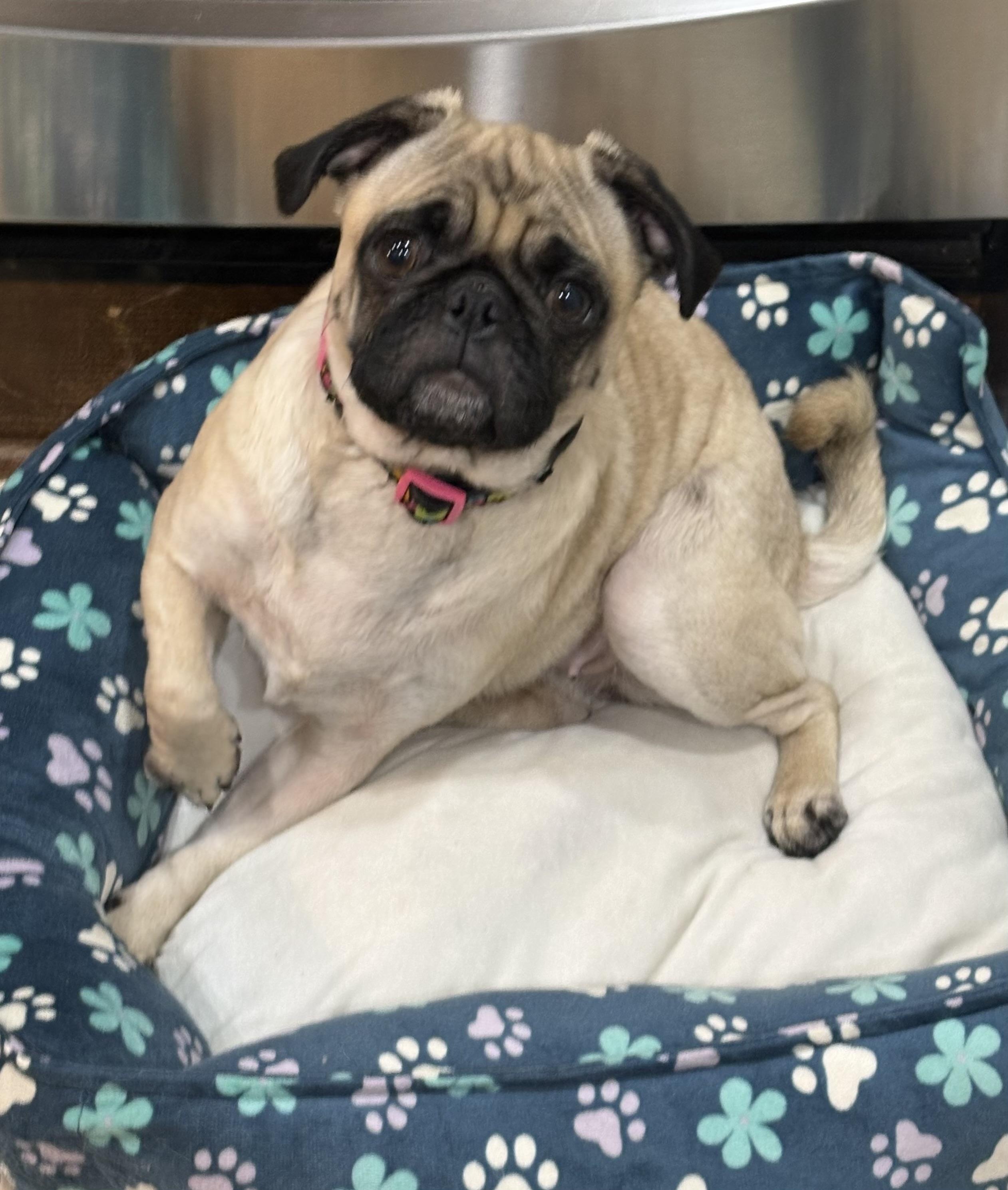 Enlarge Maggie, a Adoptable Pug in Rockwall, TX image 3/3