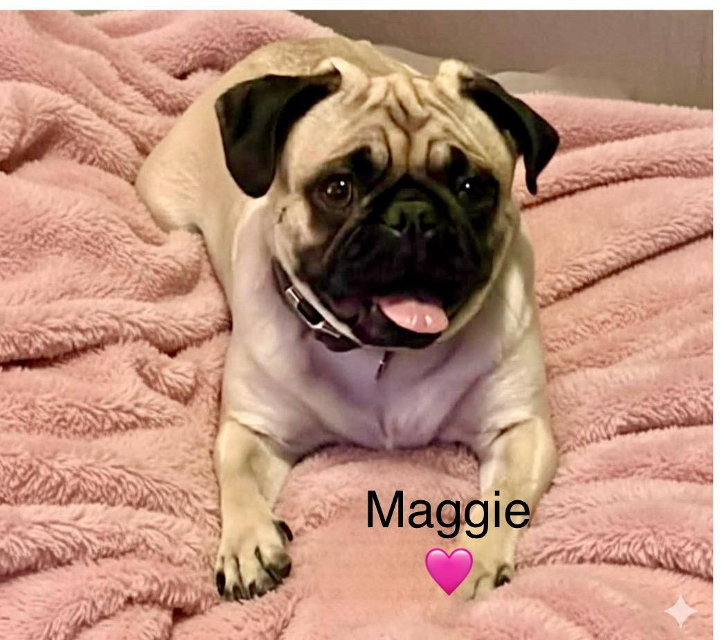 Enlarge Maggie, a Adoptable Pug in Rockwall, TX image 1/3